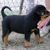  Healthy Rottweiler Puppies for Rehoming