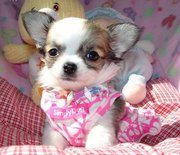 Lovely Chihuahua 