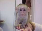 Capuchin Monkey for  adoption