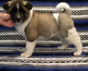 We do have a lovely gift at X-max available now Akita Puppy for sale
